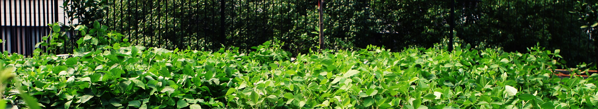 rooftop_garden_banner